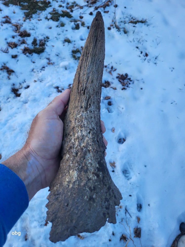 Historic Bison Horn Core Partial Skull river find