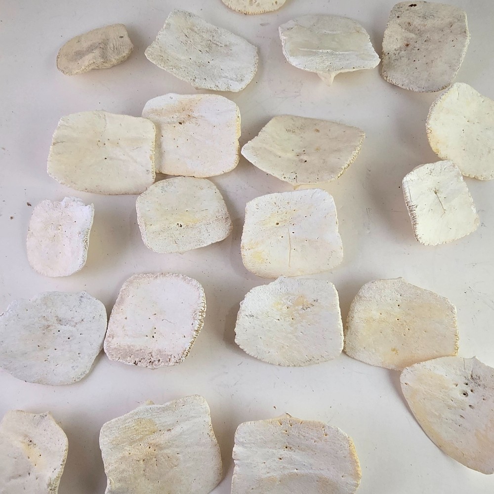 Gator Alligator Back Scute bone bones Bony scutes croc weird Osteoderms white