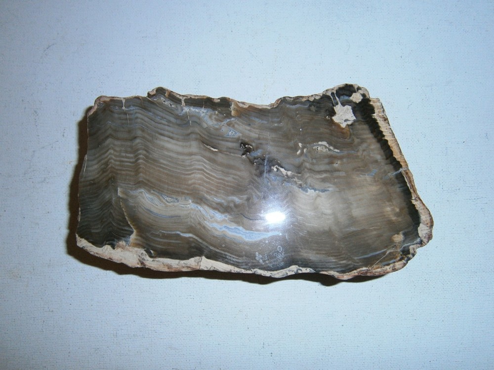 Petrified Wood Specimen