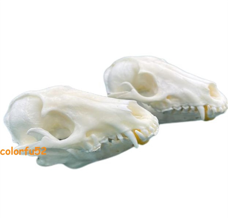 Real Fox Skull Taxidermy Bone Skeleton Halloween Fish Tank Decoration In Stock