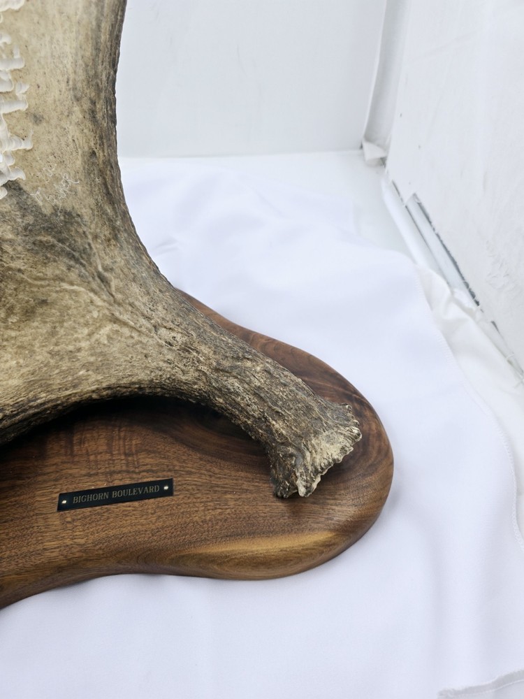 Monte Baker Moose Antler Carving 28x22"