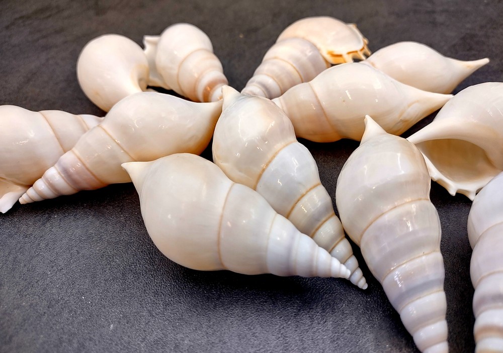 Delicate Tibia Seashell White Tibia Delicatula (3 shells approx. 3+ inches)