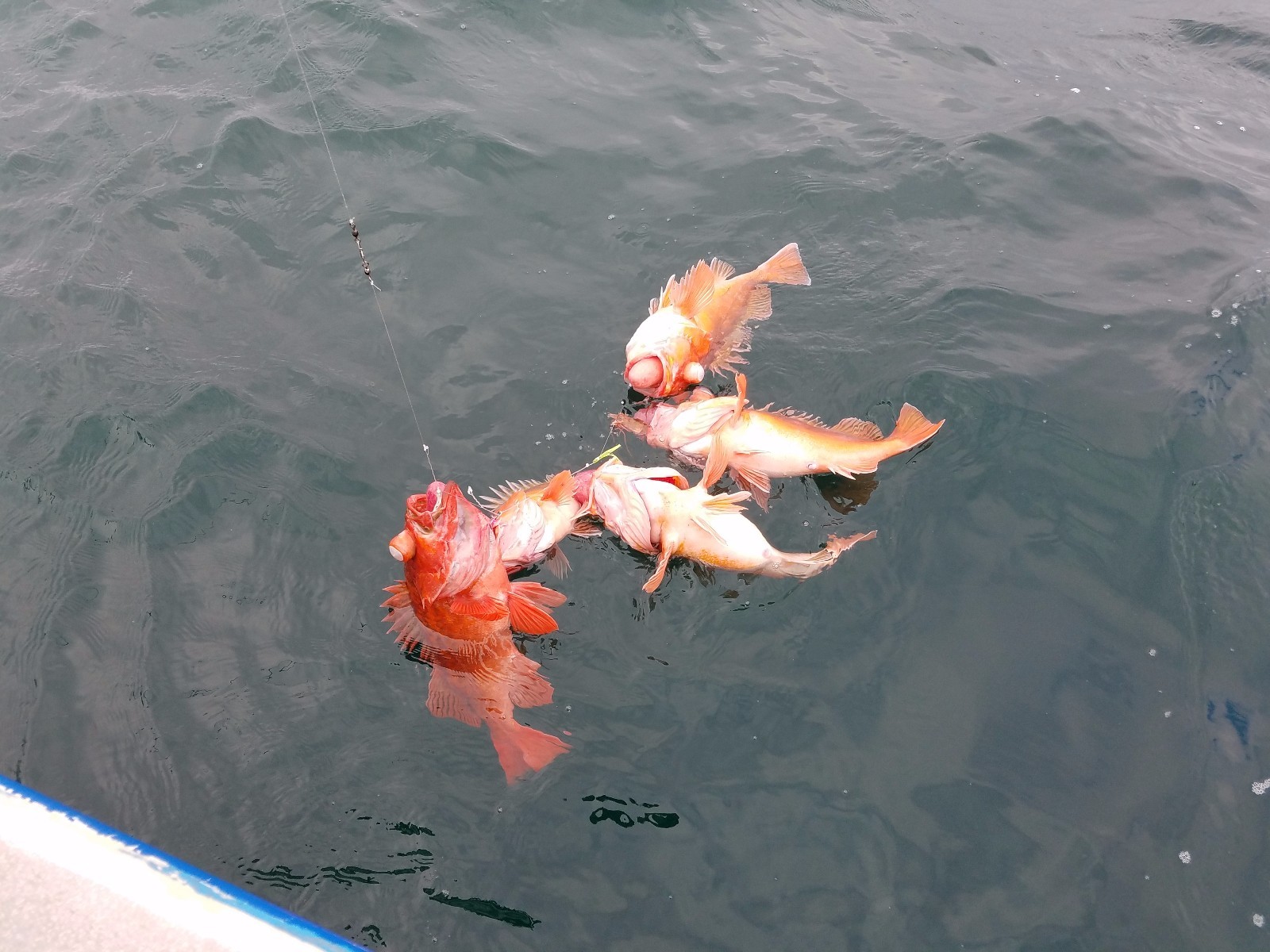 5 - 1/0 Squid SABIKI bait Bottom Sanddab Fishing Mackerel Bonito W/ Organizer