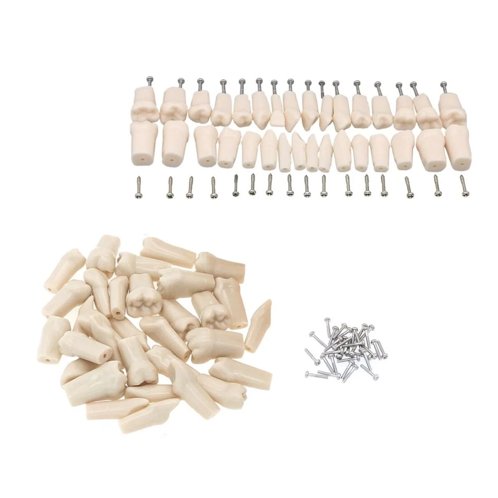 2Type Dental Practice Artificial Study Typodont Model 28/32Pcs Replacement Teeth