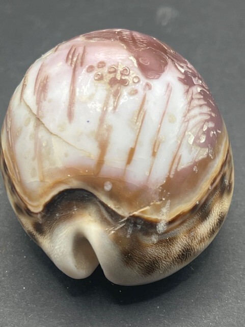 Vintage Hand Carved Cowrie Shell goldfish