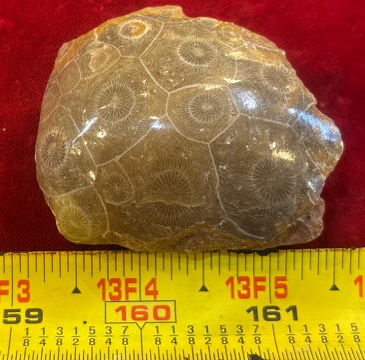 Petrified Coral End Polished