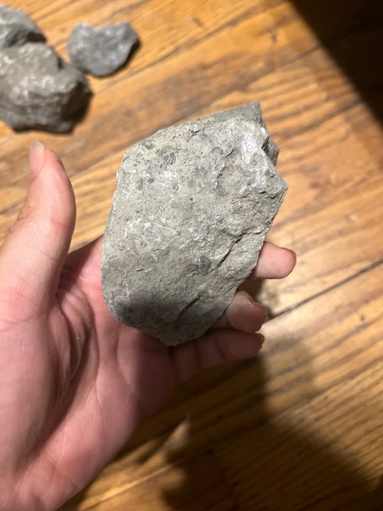 fossil rocks marine creatures