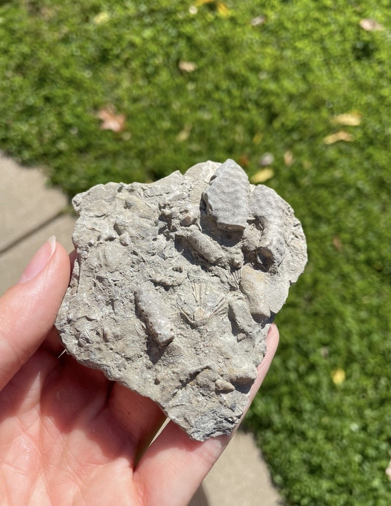 Bryozoan fossils