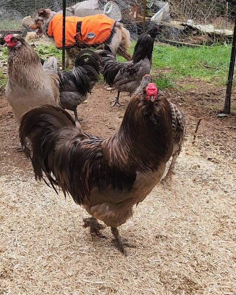 12+ *RARE* Dun Line Color Mudd Eggers! (Moss/Olive) Hatching Eggs!!