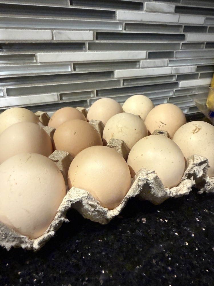 6 American Bresse Hatching Eggs