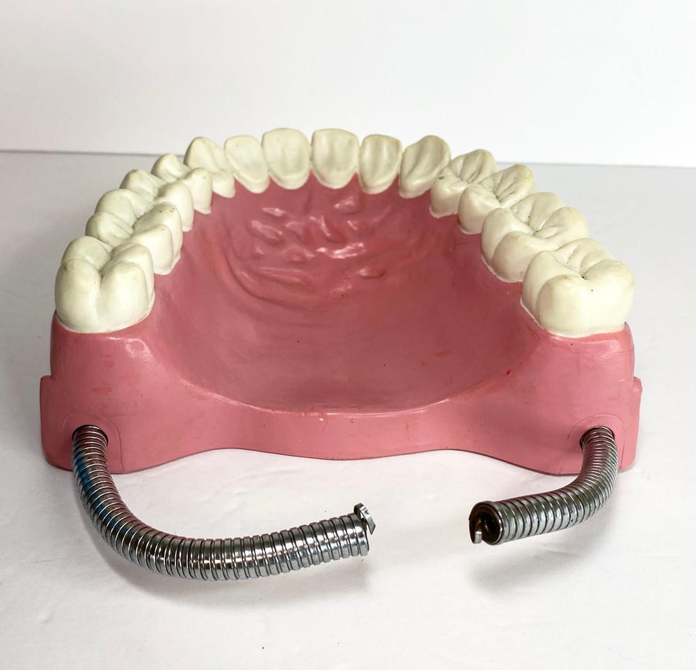 VTG Large Dental Teeth Hygiene Model typodont hinge