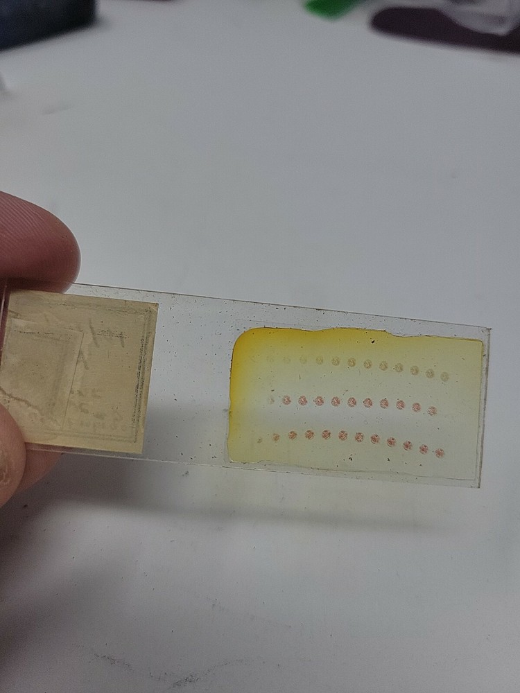 Vintage Microscope Slide 1941