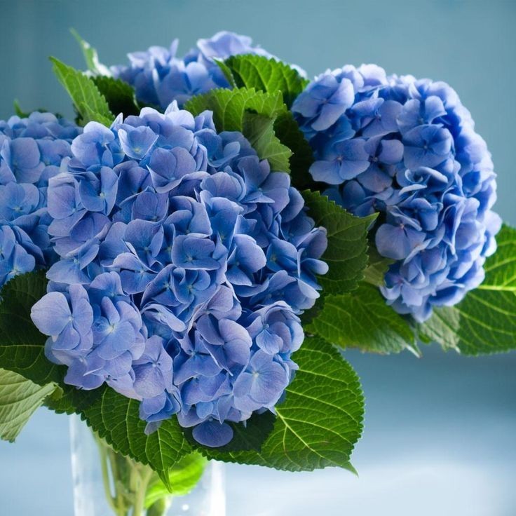 5 Nikko Blue Hydrangea Bare-Root