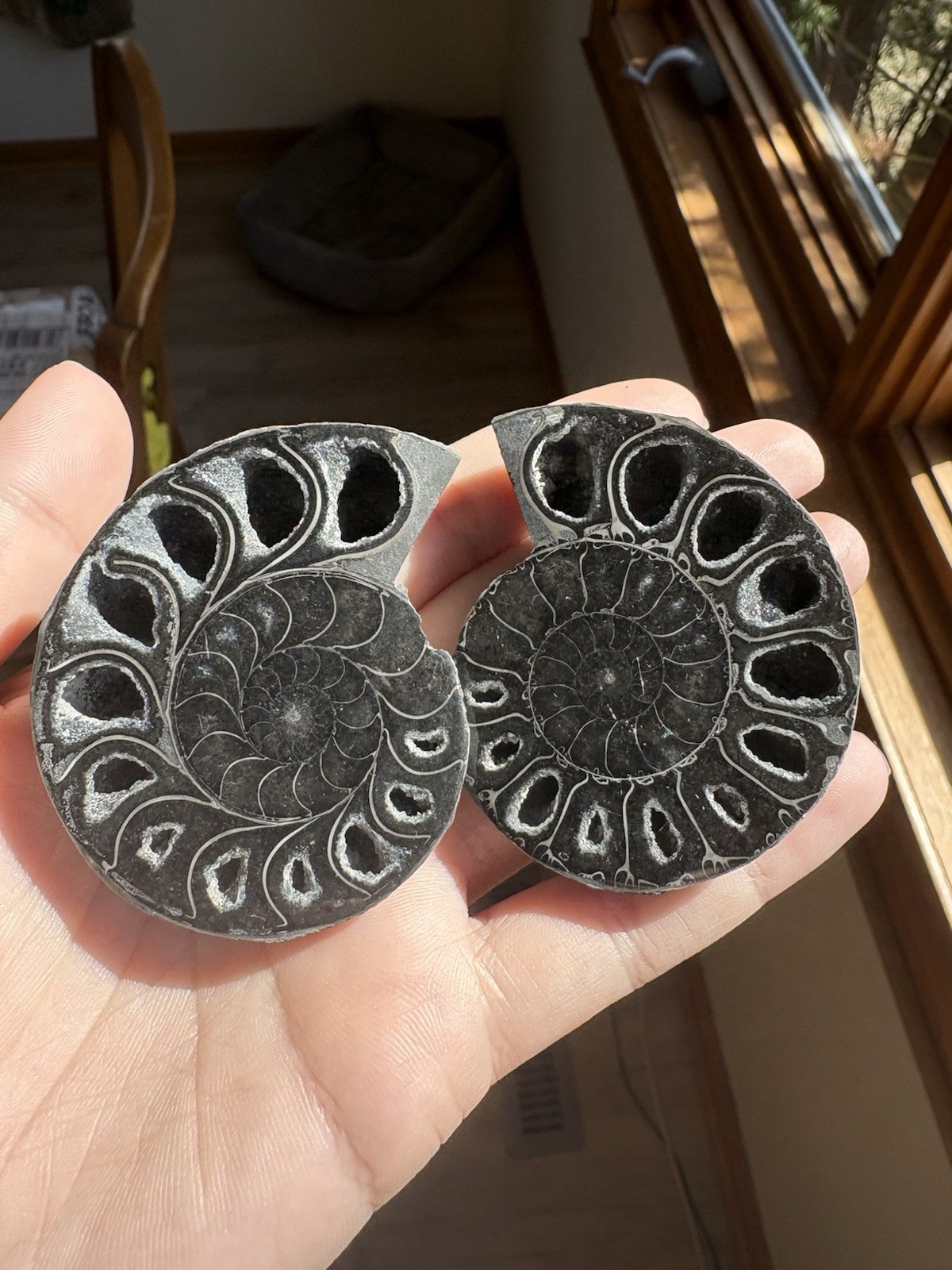 Black Ammonite Fossil Pair