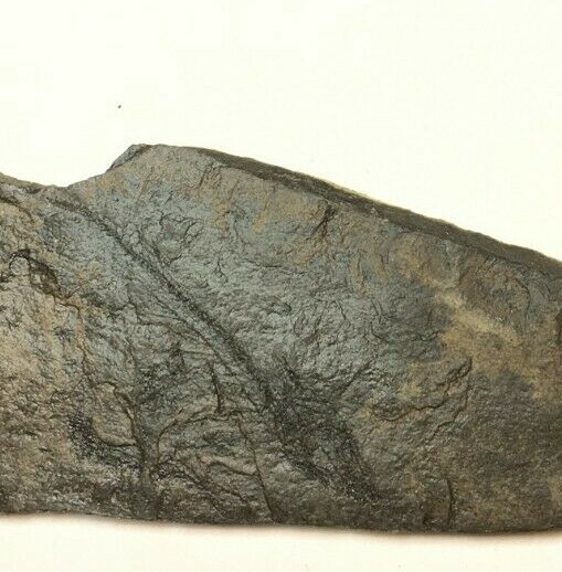 FOSSIL FISH HEMITHYRSITES