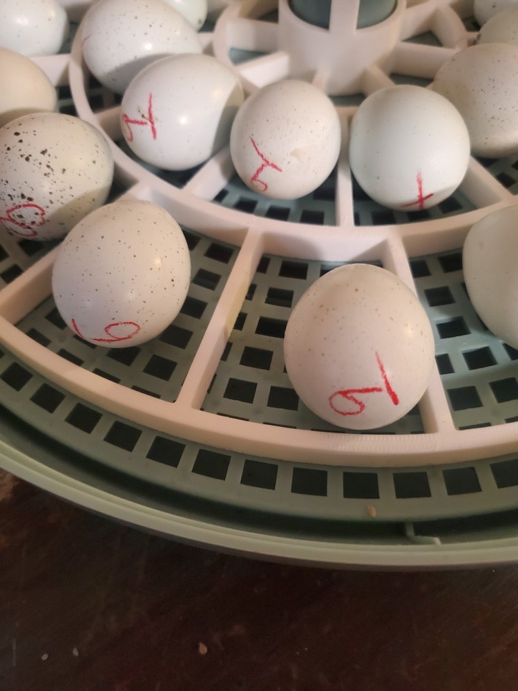 28 egg turner replacement ONLY for shender INSERT ONLY