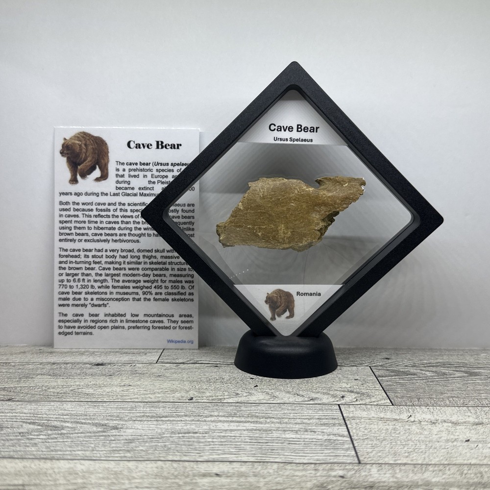 Cave Bear Ursus Spelaeus Bone Fossil in Display Case