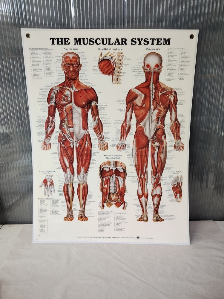 Muscular System Human Wall Chart 20" x 26" Classroom/Professional LSA
