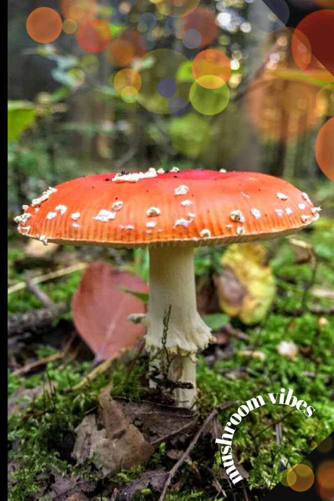 Versatile NOTEBOOK, convenient size 6x9 in, 98 squared pages + 1 coloring page +