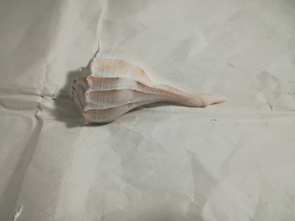 Lightning Whelk Shell