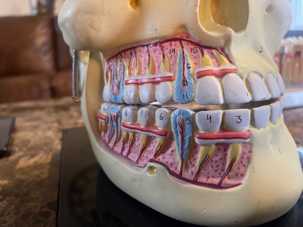 Deluxe Upper & Lower Jaw Model