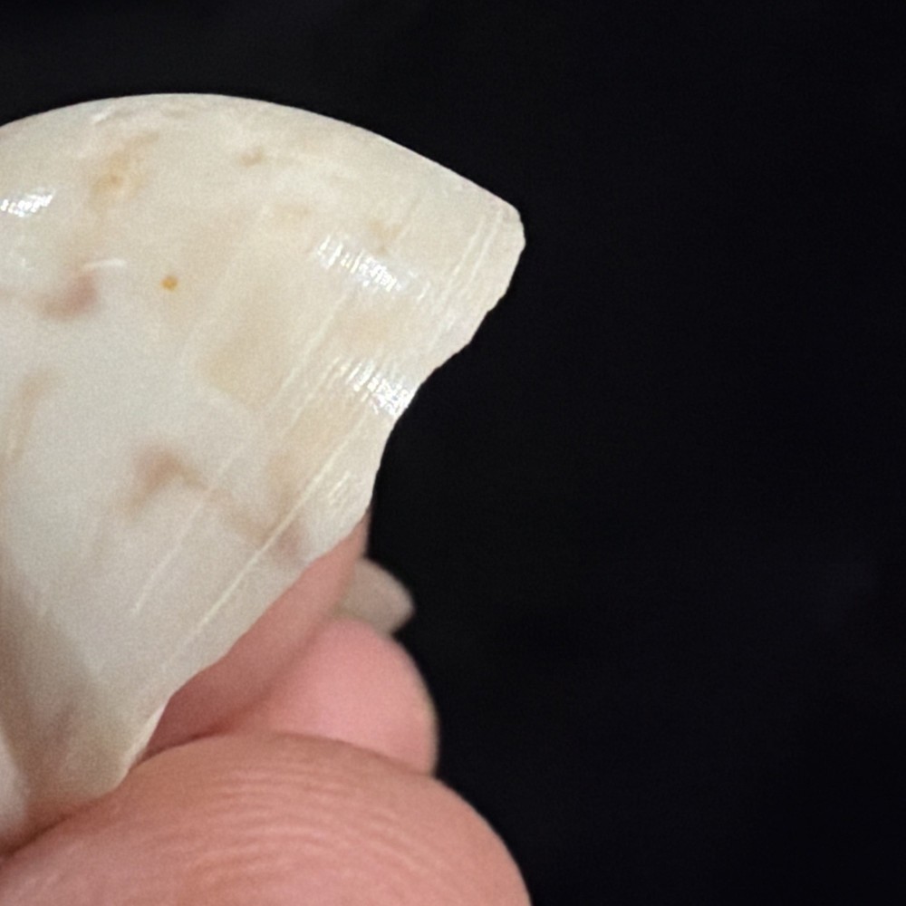 Natica Canrena Shell 25mm Florida (A695)