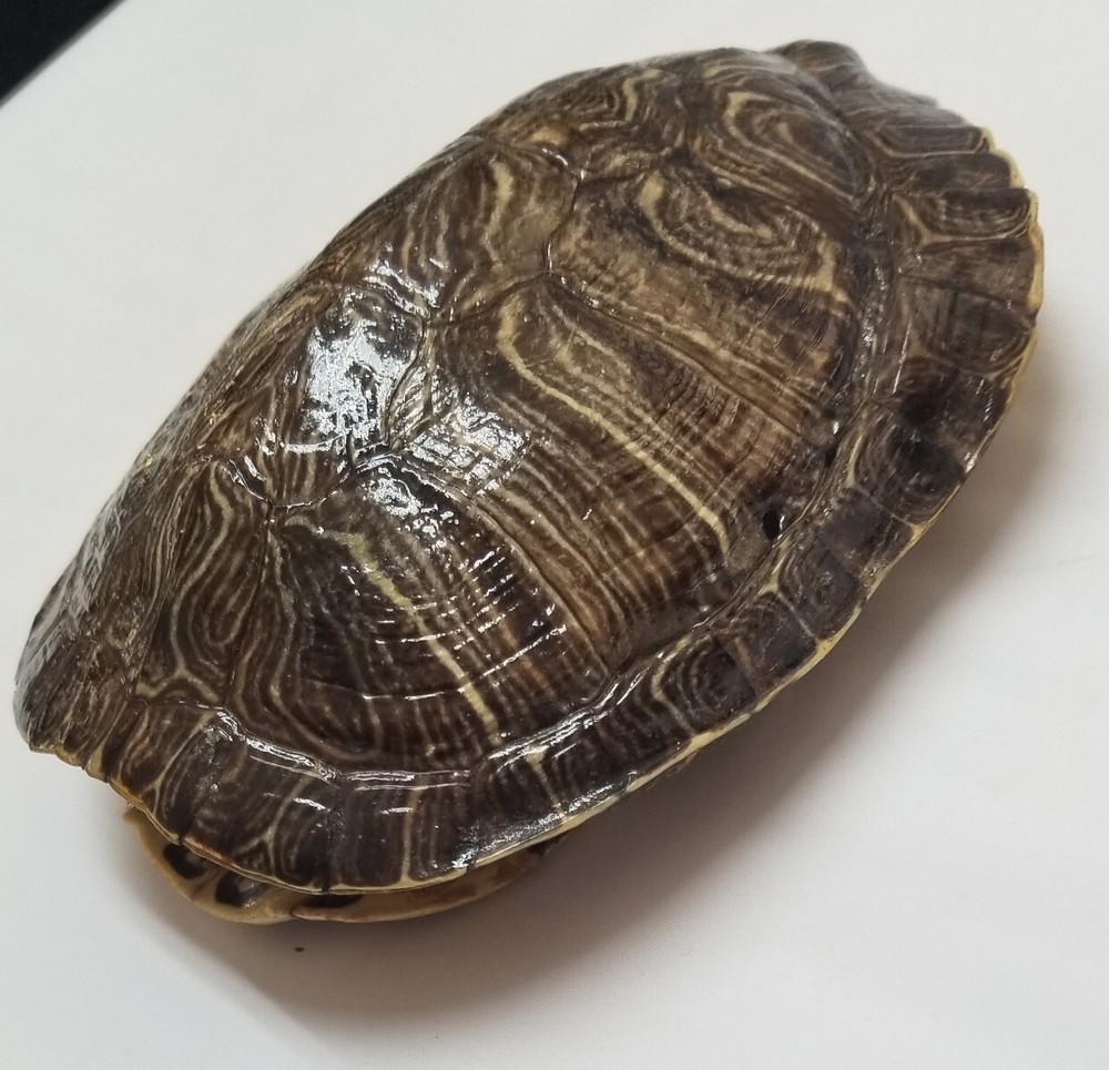 6" Genuine turtle shell, Leagel Slider Turtle Shell