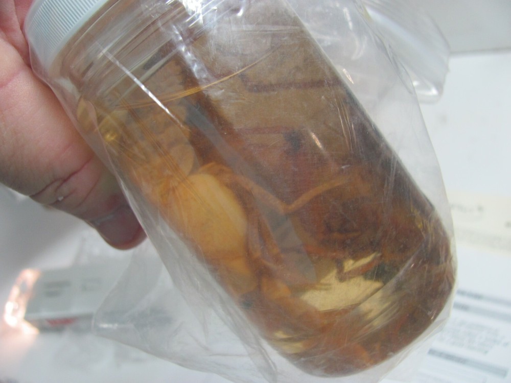 Hands-On Labs Labpaq BK-E - Comparing Arthropods