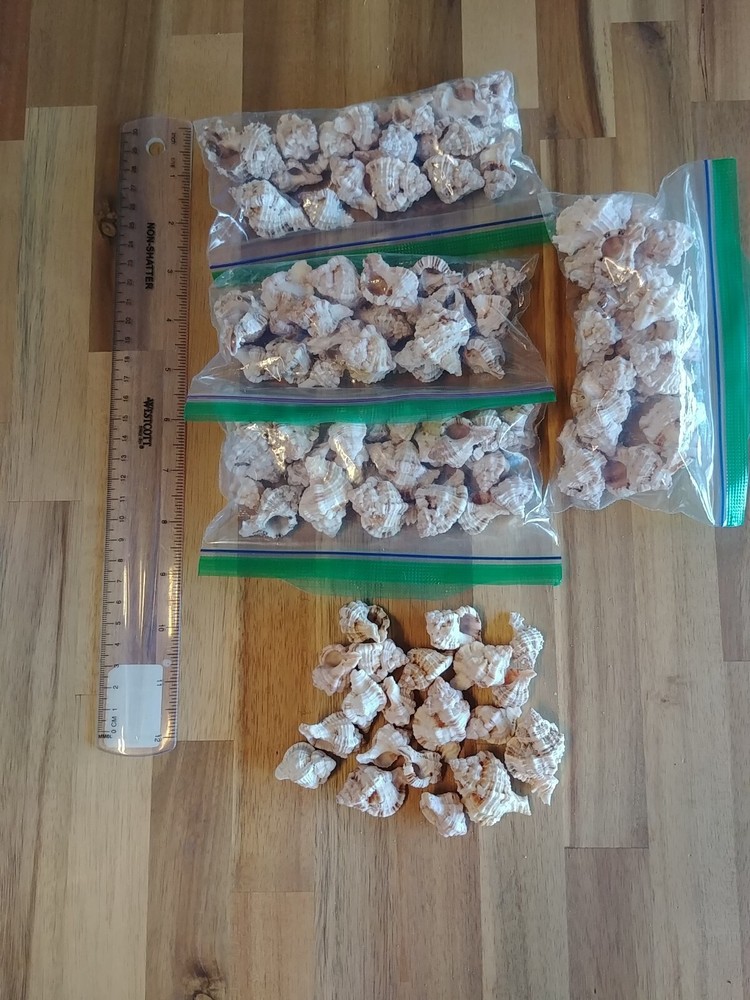 20 Apple Murex Shells