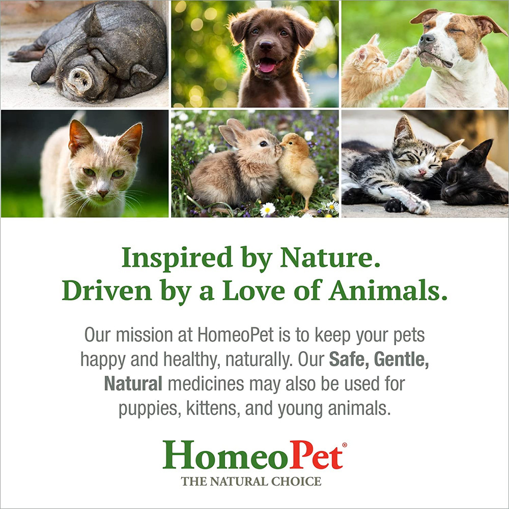 Feline Digestive Upsets, Natural Cat Digestive Support, Digestive Supplement for