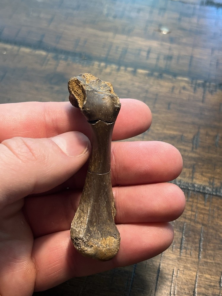 Turtle Humerus Dinosaur Age Fossil Hell Creek Form SD