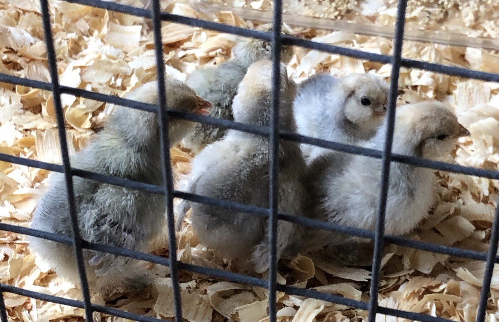 6 + PORCELAIN D’UCCLE BANTAM Fresh Hatching Eggs. Laying Now.