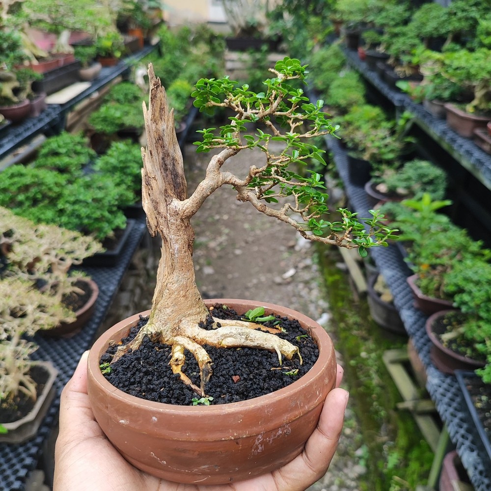 Tree Premna Microphylla Living Tree Bonsai Tree