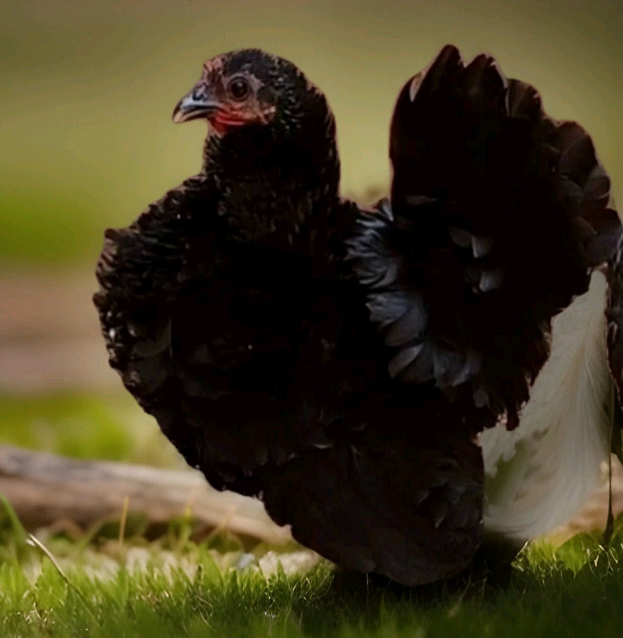 2+1 Micro & Size A & B 100% Pure Serama Hatching Eggs Malaysian And Traditional