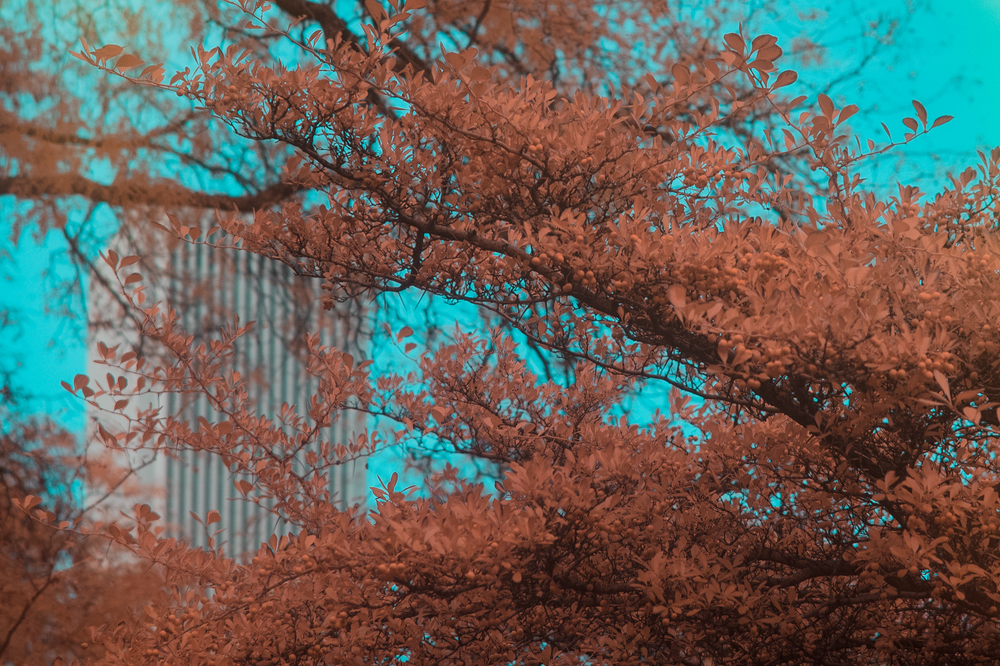 Aerochrome Filter - VisionArchitectOptics - All Sizes - IR Infrared filter EIR