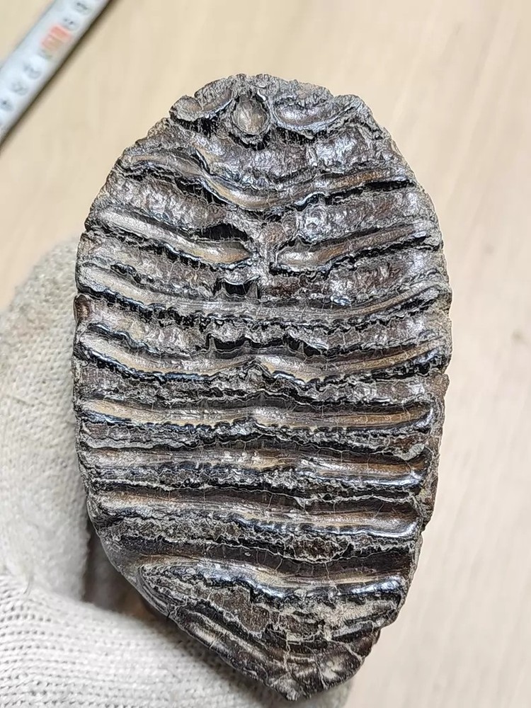 Ice Age Tooth Fossils - Ancient Fossil Specimens about