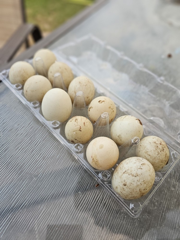 6 + Show Quality Call Duck Hatching Eggs