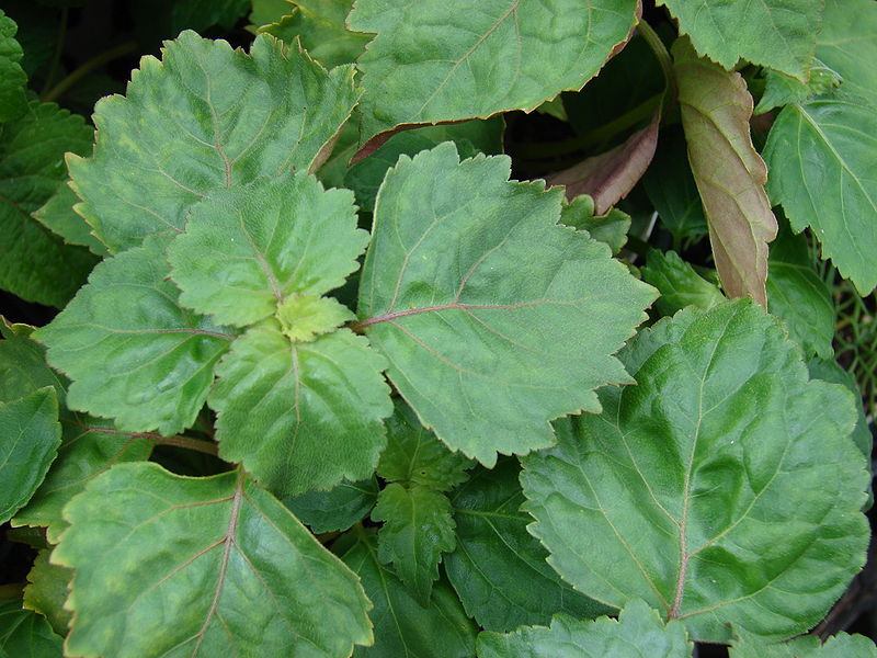 5 TRUE PATCHOULI Shrub Fragrant Patchouly Pogostemon Cablin Herb Seeds *Comb S/H
