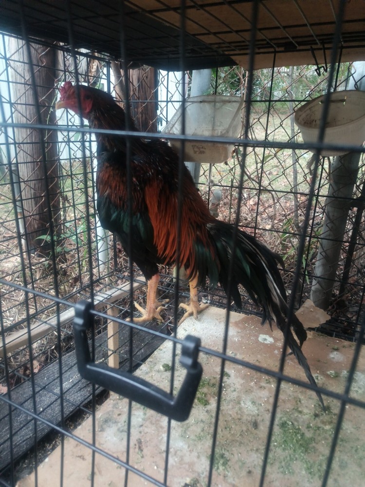 Nice Looking Rooster