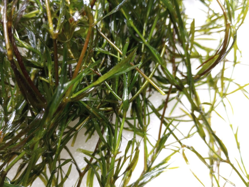 Starter Ecosystem Live Aquarium Plant Bundle | Easy Freshwater Plants | Beginner