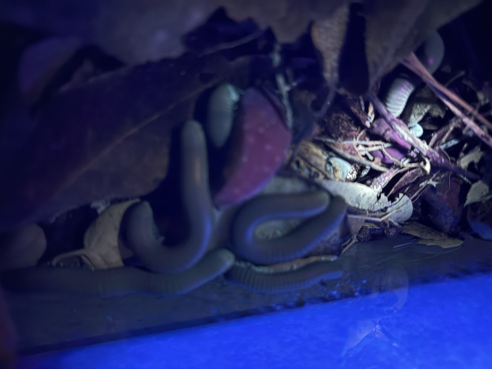 UV REACTIVE Hiltonius Pulchrus Millipede 5 Compost Classroom Pet Millipede Only