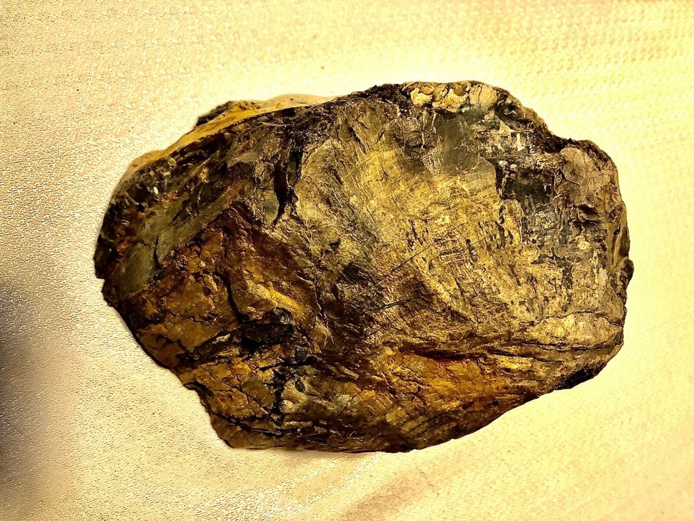 Large Rare Blue Forest Petrified Wood