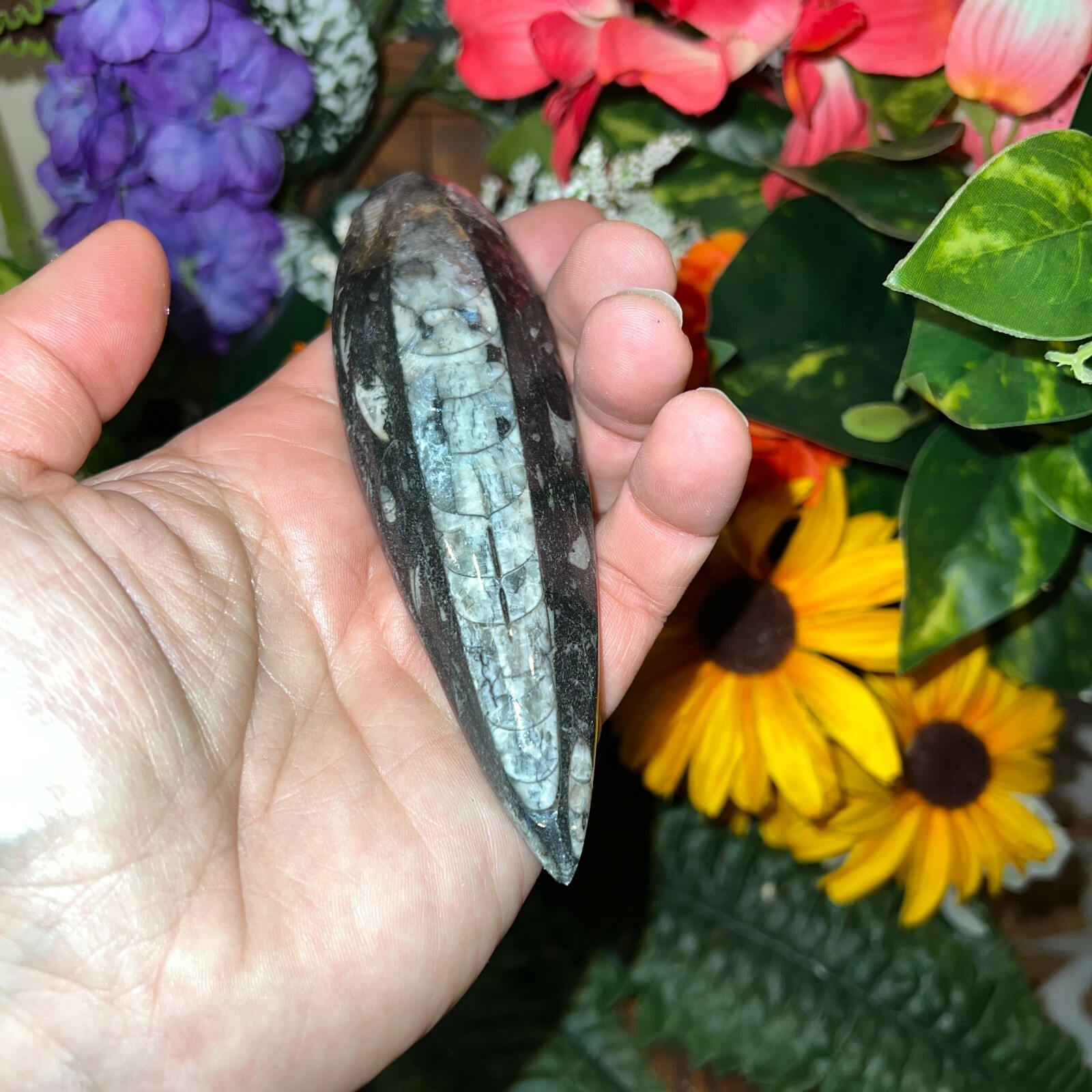 LARGE (1) Black Orthoceras Cephalopod Fossil - 350 Million Years Old