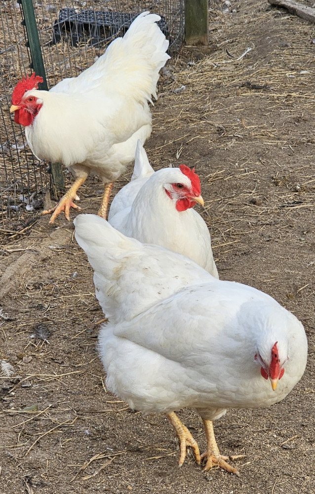 12 Rhode Island White Hatching Eggs