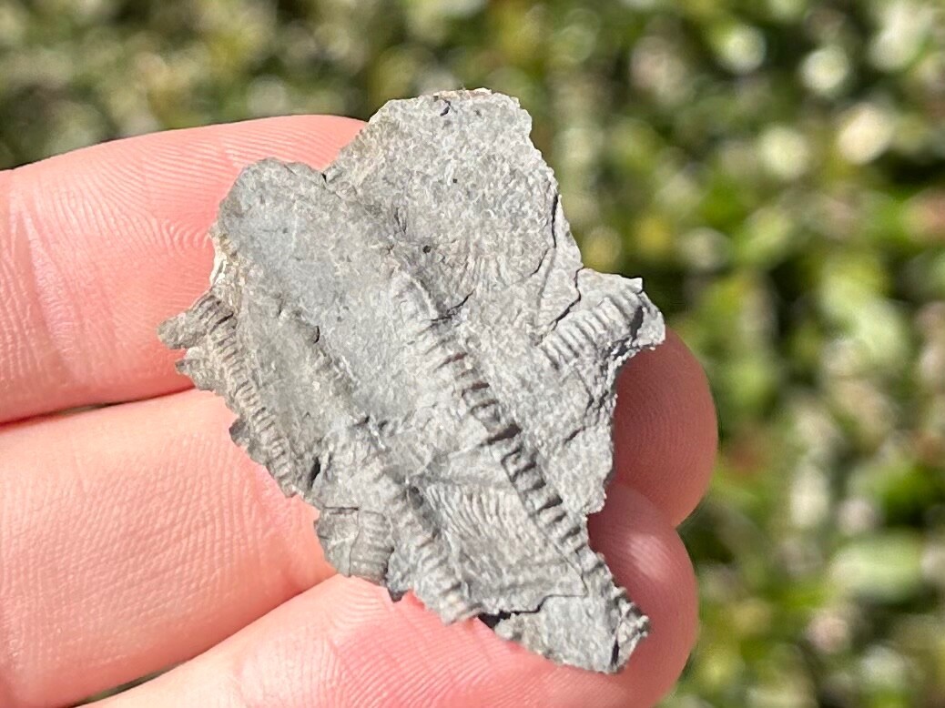 Canada Fossil Crinoids in Matrix Ordovician Age Brechin Ontario