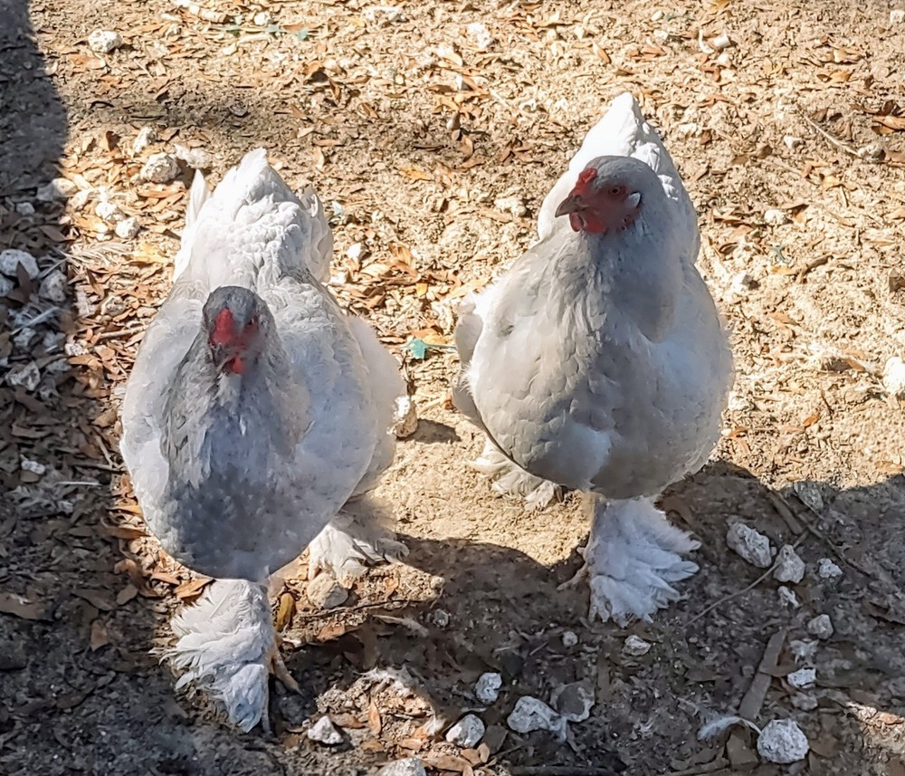 5+1  Breeder Quality Lavender Brahma Hatching Eggs.