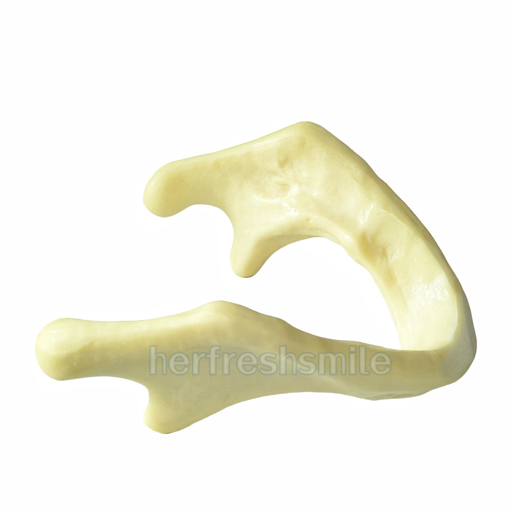 Dental Lower Mandible Jaw Model for Basic Drilling Insertion Practice M2022