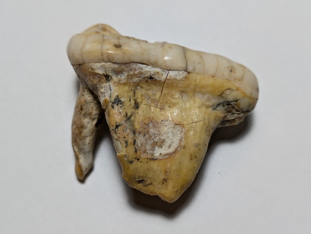 Bear Molar Tooth