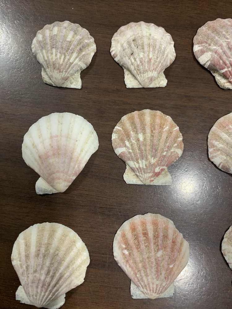 20 Small Various colored Scallop Sea Shells most 1.5”