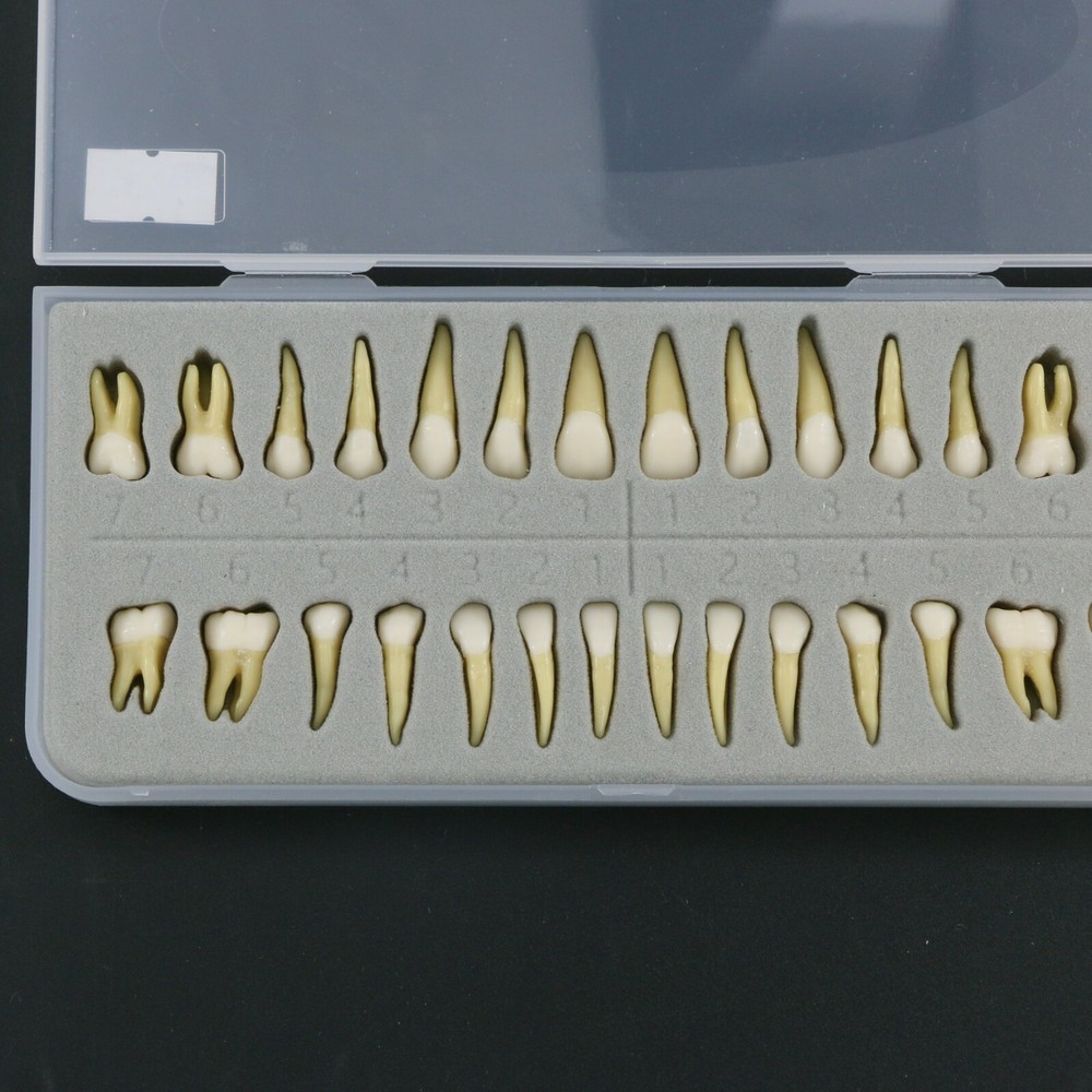 Dental 1:1 Teeth Demonstration Teach Study Model with 28Pcs Permanent Teeth